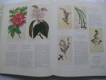 Rix, Martyn (introduction) - Art in Nature - Over 500 Plants illustrated from Curtis's Botanical Magazine.