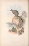 Gould,John. - The Mammals of Australia. Vol. II: Kangaroo.