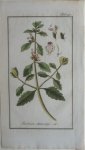 Zorn, J. - Teucrium chamoedrys Tab. 130 Originele handgekleurde kopergravure