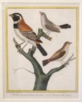  - Framed copper engraving of 3 sparrows from Martinet/Buffon (ca. 1770)