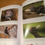 Gorman, Gerard - The Black Woodpecker - a monograph on Dryocopus martinus