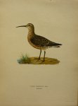Wright, M. W. und F. von - Tringa Ferruginea Originele litho uit Svenska fåglar