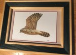 Glimmerveen, Ulco - kunstenaar - Havik - originele, gesigneerde aquarel van juveniel in vlucht