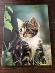 Howard Loxton - Allmcolour book of kittens