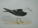 antique print (prent) - Lesser Black-headed gull. Bird print. (Kokmeeuw).