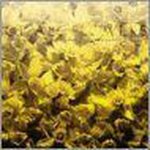 Mit Ingelaere-Brandt, Eliane Joski - Of All Flowers