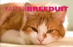 Peter Beemsterboer - Breeduit - Katten Breeduit