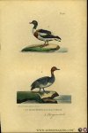 BUFFON et DAUBENTON - Le canard fadorne / Reigereend. Uit: Oeuvres complètes de Buffon suivies de ses continuateurs Daubenton, Lacépéde, Cuvier, Duméril, Poiret, lesson et Geoffroy-St-Hillaire