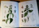 Sturms & Kraus - Sturm's Flora von Deutschland, 11. Band, 2 Hälfte