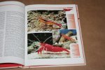 J. Frische - Garnelen und Krebse im Meerwasseraquarium