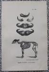 BUFFON et DAUBENTON, - buffel, hoorns en skelet, 1833, plaat 343