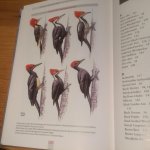 Gorman, Gerard - The Black Woodpecker - a monograph on Dryocopus martinus