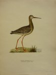 Wright, M. W. und F. von - Totanus Erythropus Pall. 2/3  Originele litho uit Svenska fåglar