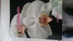 Skelsey Alice - Orchideeen / druk HER Skelsey Alice - Orchideeen / druk HER
