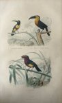 Buffon, G.-L. - L'aracari grigri  Originele litho