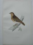 antique bird print. - Wood Lark. Antique bird print. (Boomleeuwerik).