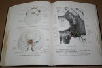 Werner Spalteholz - Handatlas der Anatomie des Menschen — Band 3. Eingeweide, Gehirn, Nerven, Sinnesorgane