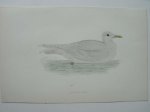 antique print (prent) - Iceland Gull. Bird print. (Kleine burgemeester).