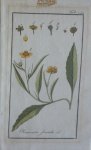 Zorn, J. - Ranunculus flammula Tab. 243 Originele handgekleurde kopergravure