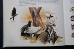 Fisher, James; Peterson, Roger Tory - algemene ornithologie: VOGELS  OVERAL  een inleiding tot de algemene ornithologie