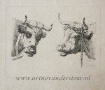 Pieter Roosing (1794-1839) after Jan Kobell II (1778-1814) - [Original etching, ets] P. Roosing after J. Kobell II. Two cow heads, published 1800-1850.