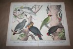  - Antieke kleurenlithografie - Vogels - Spechten en Papegaaien