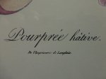 - Pourprée hâtive - Pourprée hâtive