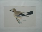 antique bird print. - Jay. Antique bird print. (Vlaamse gaai).