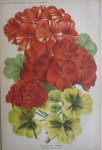 Pannemaeker, P. de - Originele chromolitho  Pelargonium zonale variétés nouvelles