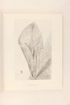 Spies, Werner - Max Ernst Frottages (4 foto's)