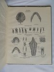 Raven, Chr. P - Anatomische atlas ten gebruike bij het onderwijs aan verplegenden en bij de opleiding voor eerste hulp bij ongelukken. Met 81 afbeeldingen naar tekeningen van Louise H. Blumenthal.