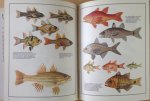 Aramata, Hiroshi - Fish of the World - A Collection of 19th-Century Paintings