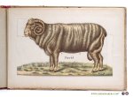 Thierry, Émile - Le mouton et la chèvre. Zoölogie, anatomie et physiologie races bovines, production, exploitation, hygiène et maladies. Troisième édition.