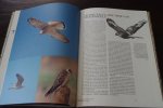 Jaap Taapken - Trekvogels Jaap Taapken - Trekvogels