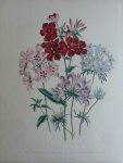 Loudon, Jane Webb - The Ladies' Flower Garden Originele litho Pl 27