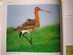 Beintema, Albert; Oene Moedt en Danny Ellinger - Ecologische Atlas van de Nederlandse Weidevogels.