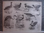 Koot, A.. - Dierkunde. Plaat XXII.