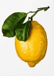  - The Gourmand's Lemon. A Collection of Stories and Recipes