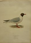 Wright, M. W. und F. von - Larus Ridibundus Originele litho uit Svenska fåglar