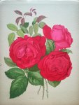 Paul Hariot 207628 - Livre d’or des roses Iconographie, histoire et culture de la rose