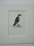 antique print (prent) - Rotche. Bird print.