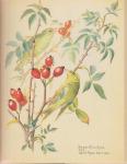 Holden, Edith - The Nature Notes of an Edwardian Lady.