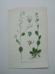 antique print (prent) - Bunge, samolus valerandi l. (Waterpunge).