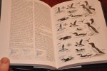 Svensson, Lars / e.a - Collins Bird Guide. 2nd Edition