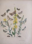 Berge - Originele litho nr. 39 uit Berge`s Schmetterlings-Buch