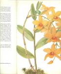 Oplt. J en  Jirina  Kaplicka - Orchideen mit  56 Farbtafeln .. Das farbige buch de Orchideen
