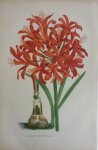 Pannemaeker, P. de - Originele chromolitho  Nerine curvifolia