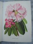E.H.M. Cox en P.A. Cox - Modern Rhododendrons