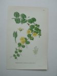 antique print (prent) - (penningblad) Penningarv, lysimachia nummularia l.