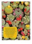 bravenboer, s.k. - elseviers cactussen boek